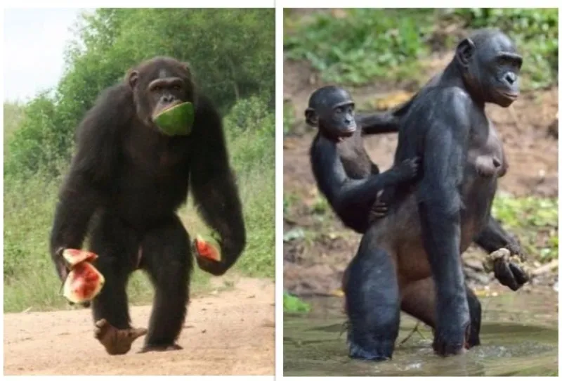chimp bonobos
